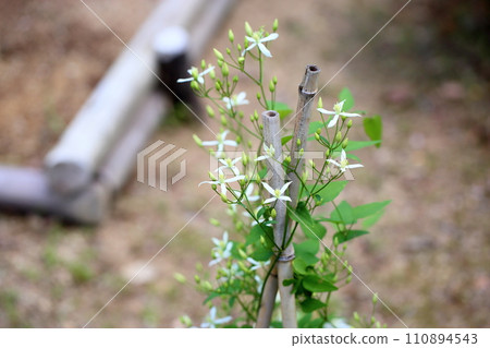 Sengenesou flower Sengenesou flower 110894543