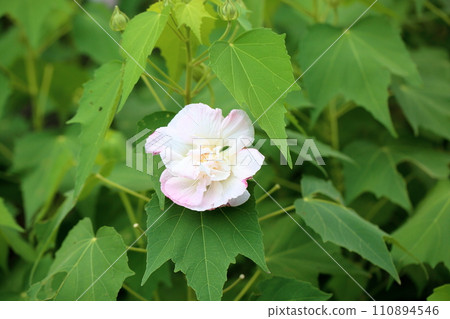 Flower of swiftfish Flower of swiftfish 110894546