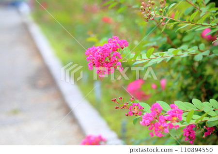 Issai sulpeberry flowers 110894550
