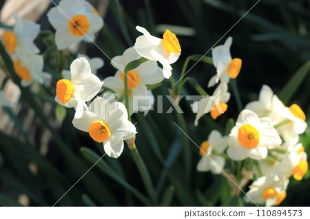 冬季公園裡盛開的水仙花 冬季公園裡盛開的水仙花 110894573