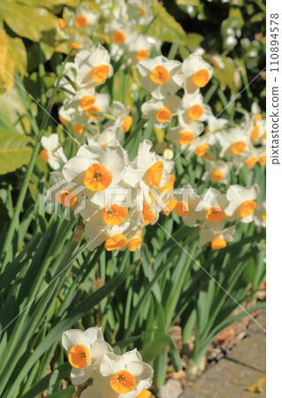 春天花壇裡盛開的水仙花 春天花壇裡盛開的水仙花 110894578