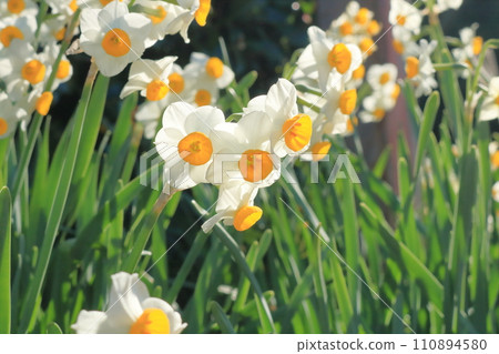 Daffodils in full bloom bathing in the spring sunshine 110894580