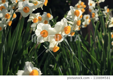 冬季公園裡盛開的水仙花 冬季公園裡盛開的水仙花 110894581