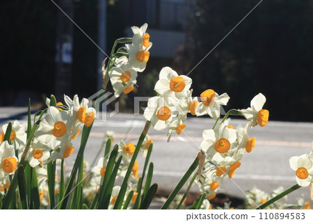 冬季公園裡盛開的水仙花 冬季公園裡盛開的水仙花 110894583