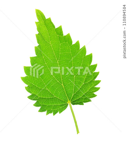 One stinging nettle leaf isolated on white One stinging nettle leaf isolated on white 110894584