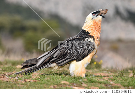 a bearded vulture in a bearded vulture in spain 110894611
