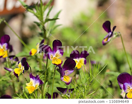藥草園裡甜甜的紫羅蘭花 110894649