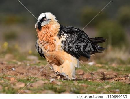 a bearded vulture in spain a bearded vulture in spain 110894685