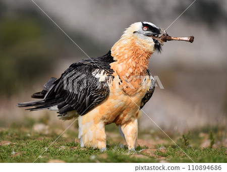 a bearded vulture in spain 110894686