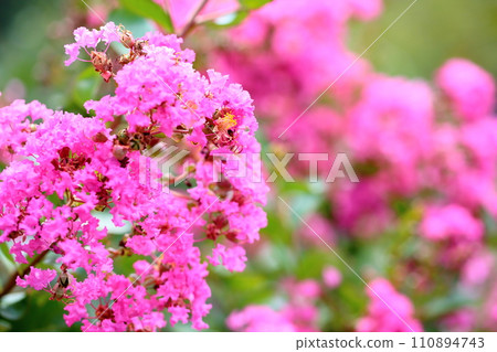 Issai sulpeberry flowers 110894743