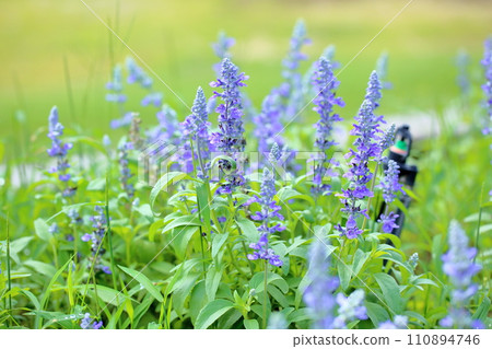 Flower of Salvia Farinassea 110894746