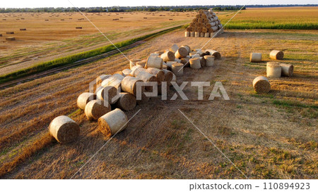 Many twisted dry wheat straw in roll bales on a field during sunset sunrise. Scattered bales of straw after the harvest twisted into rolls lying on the field. Rural landscape, countryside scenery 110894923