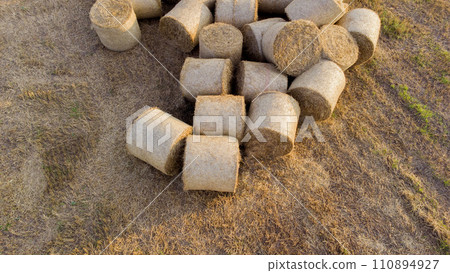 Many twisted dry wheat straw in roll bales on a field during sunset sunrise. Scattered bales of straw after the harvest twisted into rolls lying on the field. Rural landscape, countryside scenery 110894927