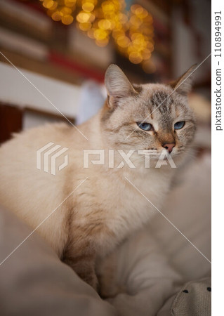 Beautiful cat in living room at home Beautiful cat in living room at home 110894991