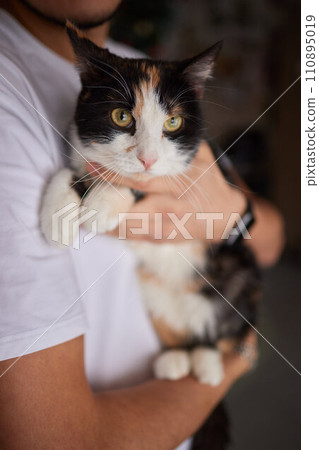 Close-up of a cat face. Portrait of a female kitten. Cat looks curious and alert. Detailed picture of a cats face. Close-up of a cat face. Portrait of a female kitten. Cat looks curious and alert. Detailed picture of a cats face. 110895019