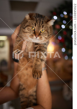 Close-up of a cat face. Portrait of a female kitten. Cat looks curious and alert. Detailed picture of a cats face. 110895022