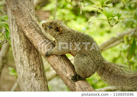 A cheerful squirrel climbing a tree 110895096
