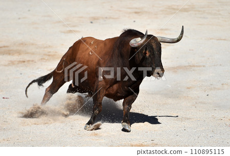 spanish bull with bit horns in a traditional spectacle of bullfight 110895115