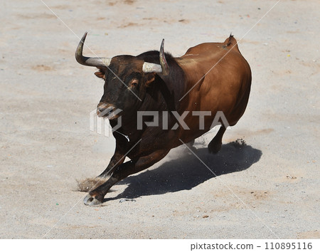 spanish bull with bit horns in a traditional spectacle of bullfight spanish bull with bit horns in a traditional spectacle of bullfight 110895116