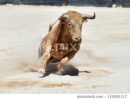 spanish bull with bit horns in a traditional spectacle of bullfight spanish bull with bit horns in a traditional spectacle of bullfight 110895117