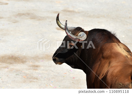 spanish bull with bit horns in a traditional spectacle of bullfight spanish bull with bit horns in a traditional spectacle of bullfight 110895118