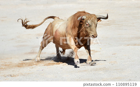spanish bull with bit horns in a traditional spectacle of bullfight spanish bull with bit horns in a traditional spectacle of bullfight 110895119