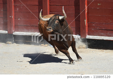 spanish bull with bit horns in a traditional spectacle of bullfight spanish bull with bit horns in a traditional spectacle of bullfight 110895120
