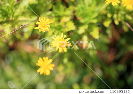 朱利葉斯雛菊花 110895185