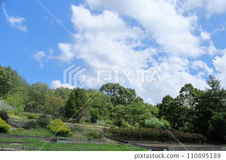 Summer Botanic Garden 110895189