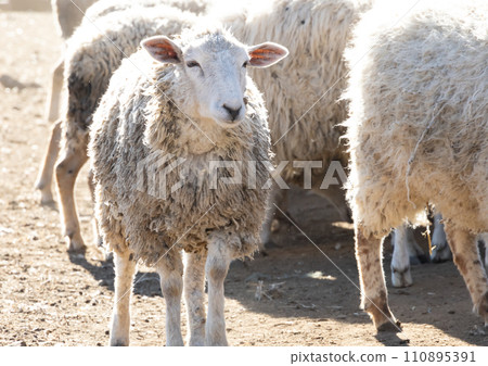 Landscape of Kanagawa Farm - Flock of sheep 110895391