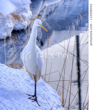 Snowy scenery and white heron in Sapporo 110896042