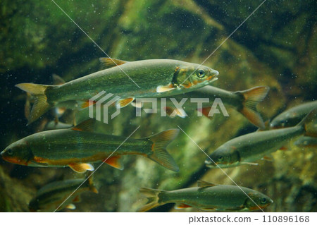 6136 Japanese dace 110896168