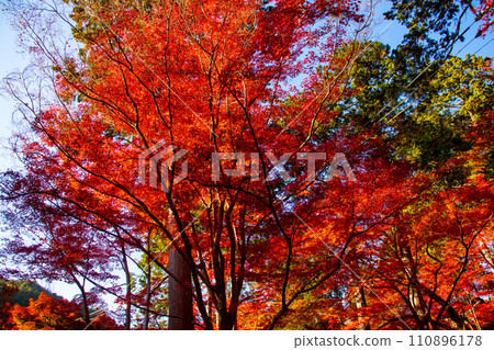 [Kyoto Scenery] Enjoy the quiet time surrounded by autumn leaves in the Yamashina area in autumn 110896178