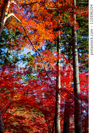 【京都風景】秋天的山科地區,享受紅葉環繞的靜謐時光 【京都風景】秋天的山科地區,享受紅葉環繞的靜謐時光 110896204