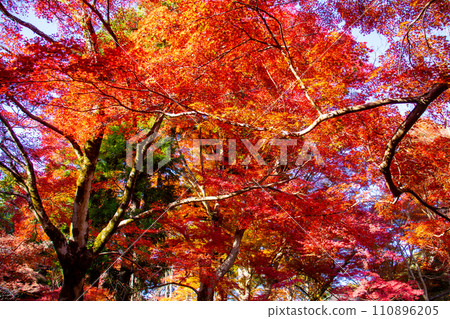 【京都風景】秋天的山科地區,享受紅葉環繞的靜謐時光 【京都風景】秋天的山科地區,享受紅葉環繞的靜謐時光 110896205