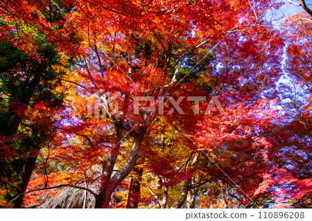 【京都風景】秋天的山科地區，享受紅葉環繞的靜謐時光 110896208