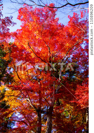 【京都風景】秋天的山科地區,享受紅葉環繞的靜謐時光 【京都風景】秋天的山科地區,享受紅葉環繞的靜謐時光 110896209