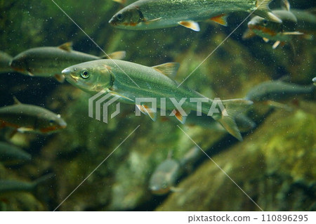 6134 Japanese dace 6134 Japanese dace 110896295