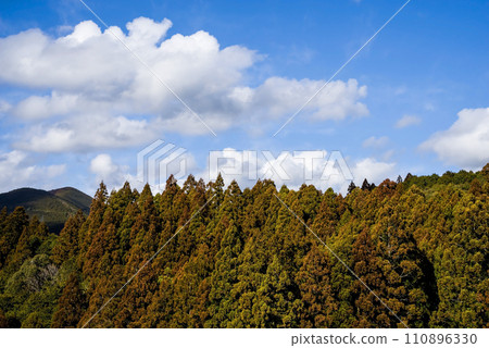 [Image of hay fever] A cedar tree that has turned yellow due to a large amount of pollen 110896330