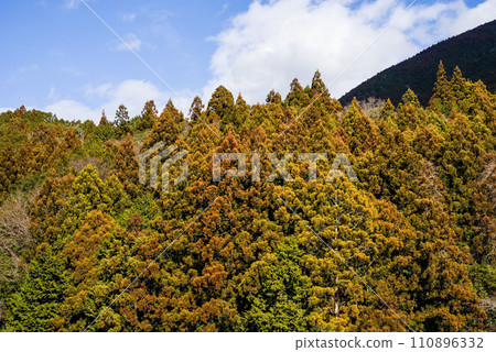 [Image of hay fever] A cedar tree that has turned yellow due to a large amount of pollen 110896332