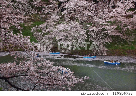 櫻花盛開。千鳥淵擠滿了情侶，他們在暴風雪中沉浸在自己的世界。推著划艇穿過花瓣 110896752
