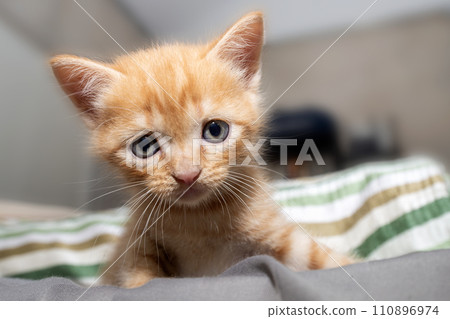 Little orange kitten looking at camera with wide eyes. Little orange kitten looking at camera with wide eyes. 110896974