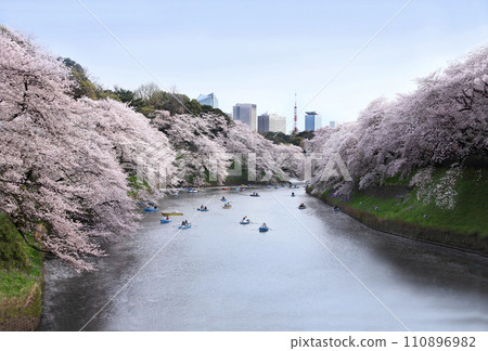 The cherry blossoms are in full bloom. It's a perfect day to look up at the cherry blossom trees at Chidorigafuchi from a rowboat. The couple rows in a happy mood 110896982