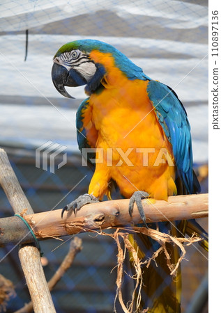 Colorful Ruri Macawo 110897136