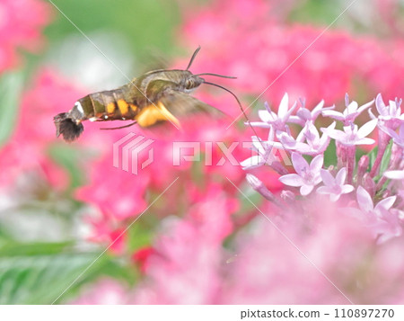 鳳雀從花中吸取花蜜 鳳雀從花中吸取花蜜 110897270