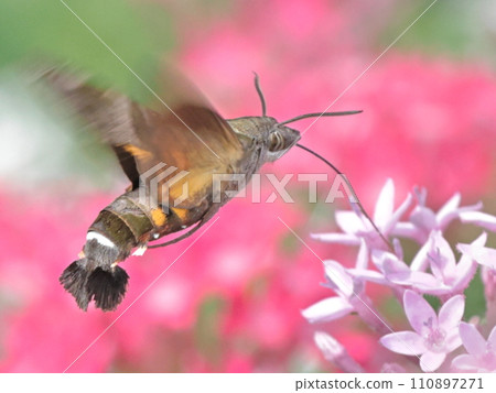 鳳雀從花中吸取花蜜 鳳雀從花中吸取花蜜 110897271
