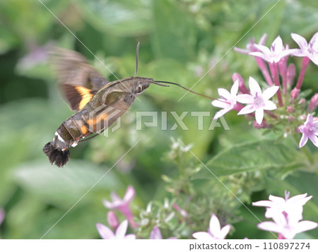 Houjaku sucking nectar from flowers Houjaku sucking nectar from flowers 110897274