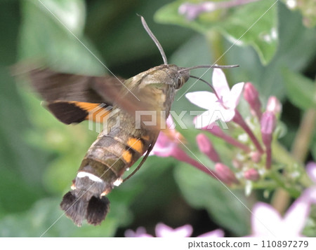 Houjaku sucking nectar from flowers 110897279