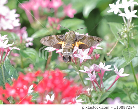 Houjaku sucking nectar from flowers 110897284
