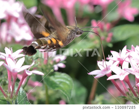 鳳雀從花中吸取花蜜 鳳雀從花中吸取花蜜 110897285